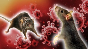 Alerta por Hantavirus: &iquest;Por qu&eacute; este virus est&aacute; preocupando a los expertos hoy?