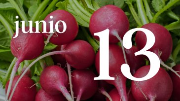 13 JUNIO