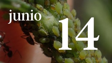 14 JUNIO