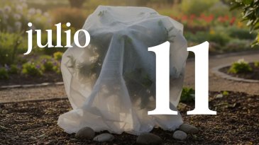 11 JULIO