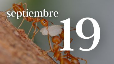 19 SEPTIEMBRE
