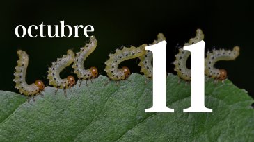 11 OCTUBRE