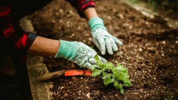 Huerta: Primavera comienzo de la huerta